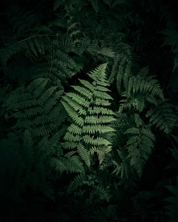 A cover of "EssenciaNatural" cluster. The owner is jonathanworks. The cluster consists of 10 elements.