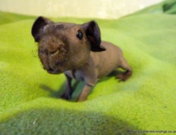 A cover of "Hairless Animals" cluster. The owner is aliciasaurusrex. The cluster consists of 4 elements.