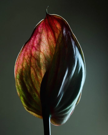 A cover of "Still life" cluster. The owner is jubair. The cluster consists of 13 elements.