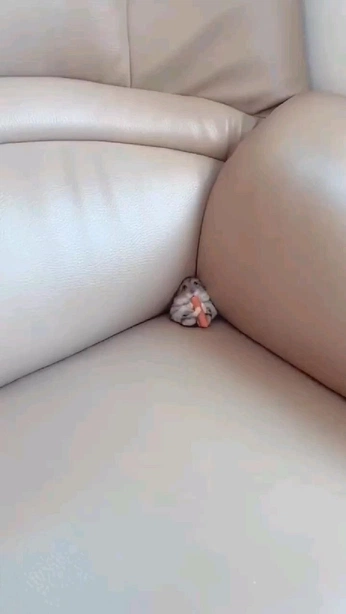 A cover of "random shit" cluster. The owner is vistabluer. The cluster consists of 9 elements.