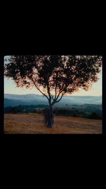 A cover of "Peace" cluster. The owner is marijuan. The cluster consists of 2 elements.