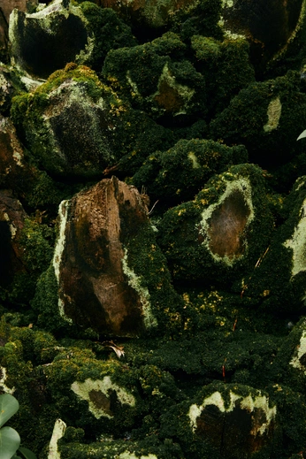 A cover of "Moss green" cluster. The owner is brutalegirl. The cluster consists of 14 elements.