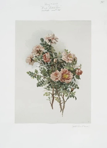 A cover of "b o t a n i c a l" cluster. The owner is acanoah. The cluster consists of 32 elements.