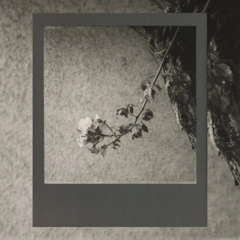 A cover of "wanderer" cluster. The owner is koo61. The cluster consists of 2 elements.