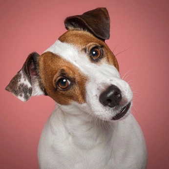 A cover of "animals" cluster. The owner is sackohpatatoes. The cluster consists of 26 elements.