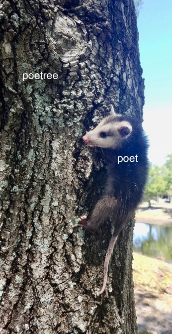 A cover of "Silly opossums" cluster. The owner is headclouds. The cluster consists of 19 elements.