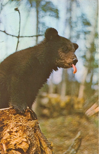 A cover of "Photo" cluster. The owner is brunogomesart. The cluster consists of 10 elements.