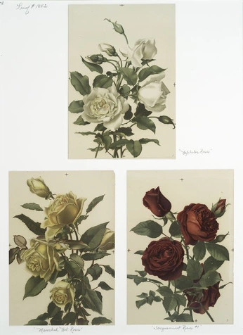 A cover of "Botanical" cluster. The owner is littleb3ar. The cluster consists of 7 elements.