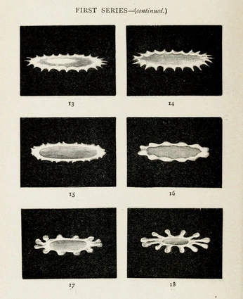 A cover of "form" cluster. The owner is treffpunkt. The cluster consists of 46 elements.
