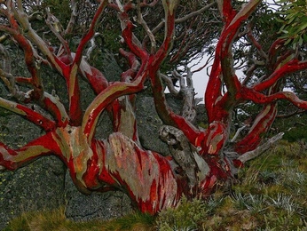 A cover of "Beatiful Trees" cluster. The owner is slaurelg. The cluster consists of 11 elements.