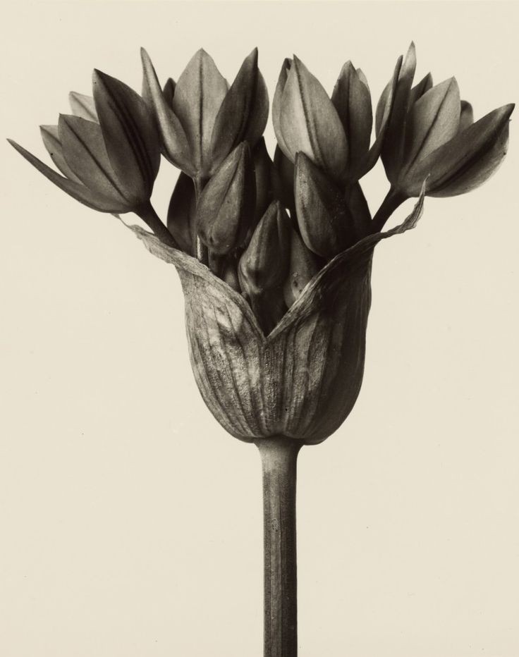 Project Photograph