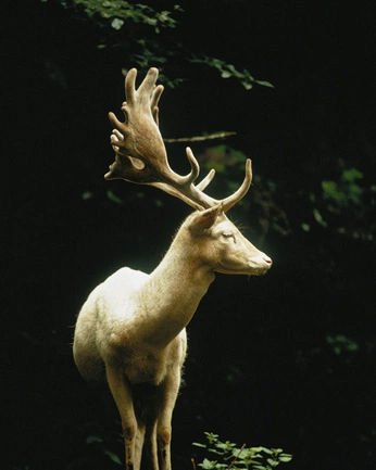 A cover of "deer" cluster. The owner is swathedinstars. The cluster consists of 1 element.