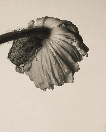 A cover of "Flo" cluster. The owner is 1vves. The cluster consists of 1 element.