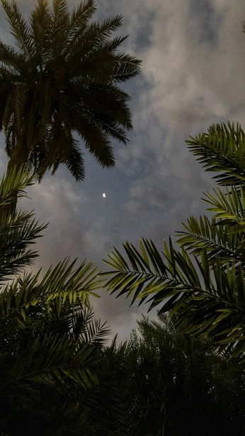 A cover of "Tropicnath" cluster. The owner is broodmothu. The cluster consists of 4 elements.