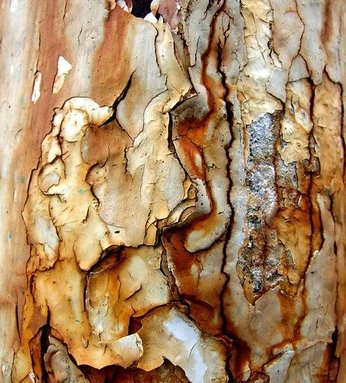 A cover of "cosmetic shampoo" cluster. The owner is kalame. The cluster consists of 26 elements.