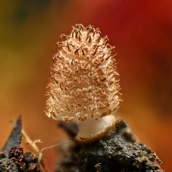 A cover of "MC Video" cluster. The owner is ccrivero. The cluster consists of 29 elements.