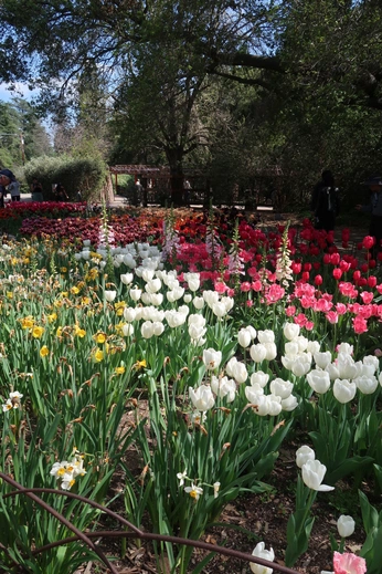 A cover of "Florals" cluster. The owner is catmoon. The cluster consists of 7 elements.