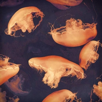 A cover of "color nature" cluster. The owner is innalinness. The cluster consists of 33 elements.