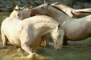 A cover of "Сохрь" cluster. The owner is ratatatyu. The cluster consists of 15 elements.