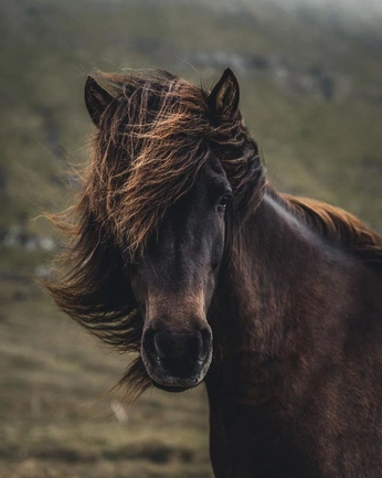 A cover of "Holiday_Cozy" cluster. The owner is cjecreation. The cluster consists of 5 elements.