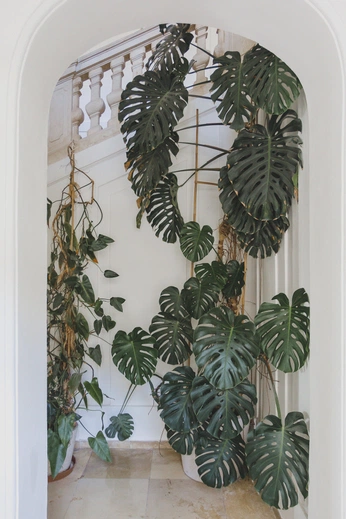 A cover of "Plants" cluster. The owner is tofumommy. The cluster consists of 1 element.