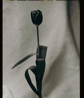 A cover of "study / floral" cluster. The owner is keatonwebb. The cluster consists of 25 elements.