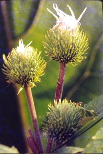 A cover of "Nature" cluster. The owner is alexisyoung. The cluster consists of 24 elements.