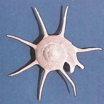 A cover of "sea witch" cluster. The owner is ema. The cluster consists of 54 elements.