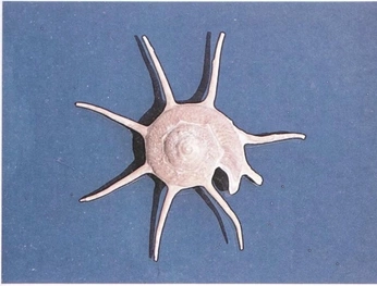 A cover of "Summer" cluster. The owner is nigorakhuramova. The cluster consists of 9 elements.