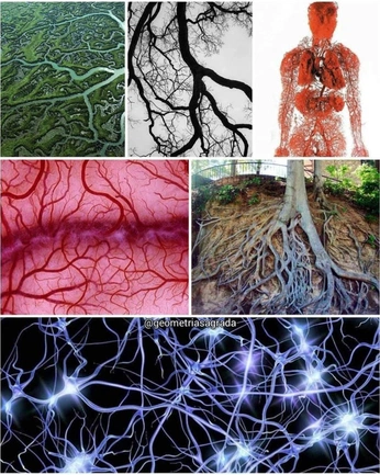 A cover of "Fractals" cluster. The owner is islab. The cluster consists of 4 elements.