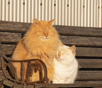 A cover of "Cute" cluster. The owner is vitsr. The cluster consists of 135 elements.