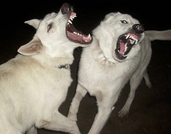 A cover of "ROSU POSTER" cluster. The owner is raviolotto. The cluster consists of 29 elements.