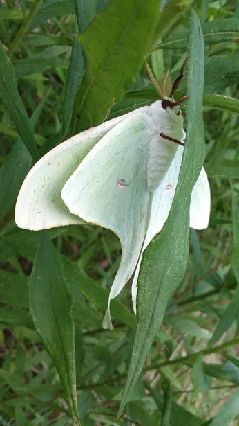 A cover of "buggin" cluster. The owner is eeemcs. The cluster consists of 47 elements.