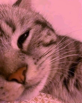 A cover of "2025 Vision Board" cluster. The owner is glindasararose. The cluster consists of 10 elements.