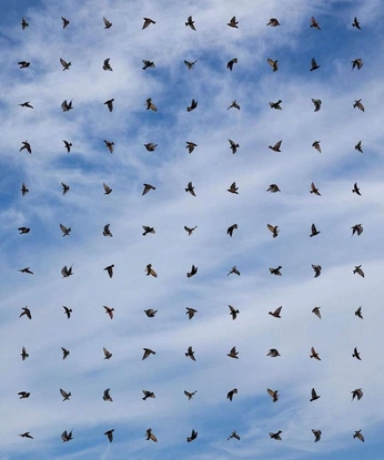 A cover of "Gia trưởng, hình ảnh" cluster. The owner is cthg.97. The cluster consists of 1 element.