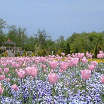 A cover of "nature" cluster. The owner is iluvjaidyn. The cluster consists of 25 elements.