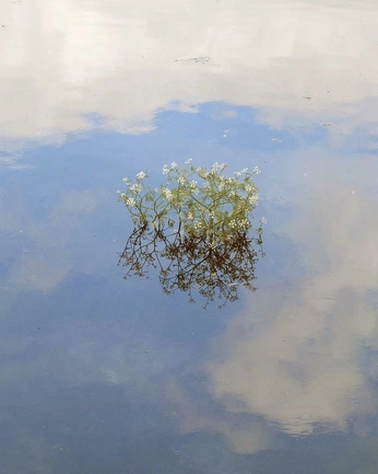 A cover of "inner guide" cluster. The owner is joanabetzner. The cluster consists of 105 elements.