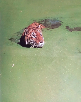 A cover of "고양잇과" cluster. The owner is k2helicopter. The cluster consists of 14 elements.