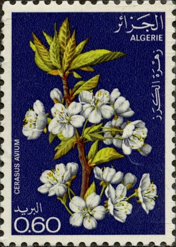 A cover of "Algerie" cluster. The owner is momopw. The cluster consists of 5 elements.