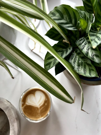 A cover of "coffee corner" cluster. The owner is char.harwood. The cluster consists of 2 elements.