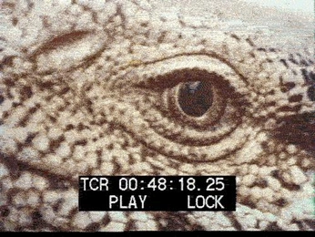 A cover of "Animation inspo" cluster. The owner is imalcons. The cluster consists of 5 elements.