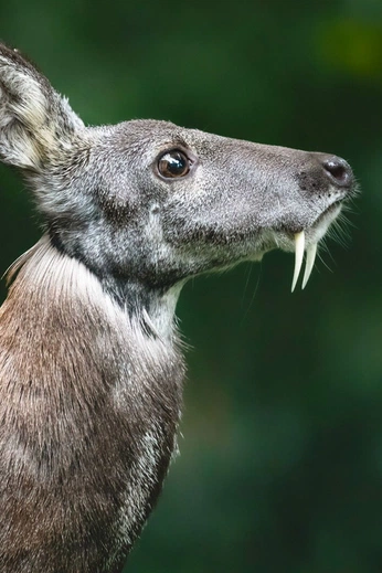 A cover of "dyr" cluster. The owner is zombigirl. The cluster consists of 79 elements.