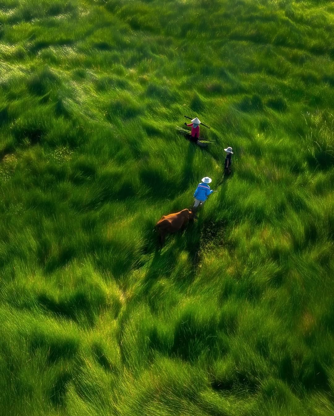 Crossing the grass field in Quang Nam, Vietnam. Photo by Tran Tuan Viet.