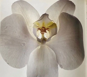 A cover of "Fleurs" cluster. The owner is mamacoe. The cluster consists of 75 elements.