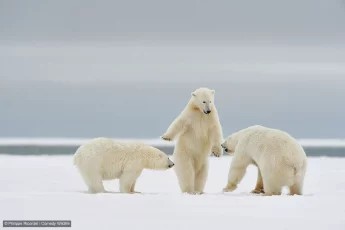 An image added by fiatlux on Oct 20, 2024. May present: comedy wildlife photography awards 2024, british wildlife photography awards, photography, wildlife photography, photograph.