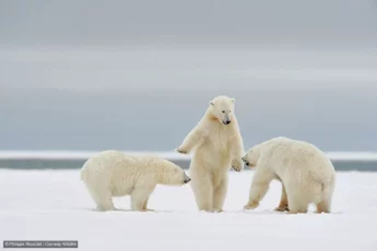 Thumbnail of Found on Cosmos