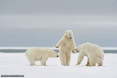 An image added by fiatlux on Oct 20, 2024. May present: comedy wildlife photography awards 2024, british wildlife photography awards, photography, wildlife photography, photograph.