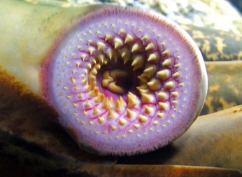 A cover of "jardinsicodelik" cluster. The owner is rareorchid. The cluster consists of 54 elements.