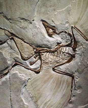 A cover of "Signet Axis" cluster. The owner is nick.stempel. The cluster consists of 14 elements.