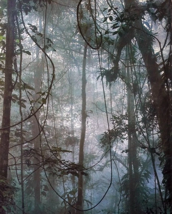 A cover of "evergreen" cluster. The owner is millyw. The cluster consists of 90 elements.